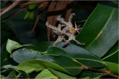 Dalechampia scandens var. velutina